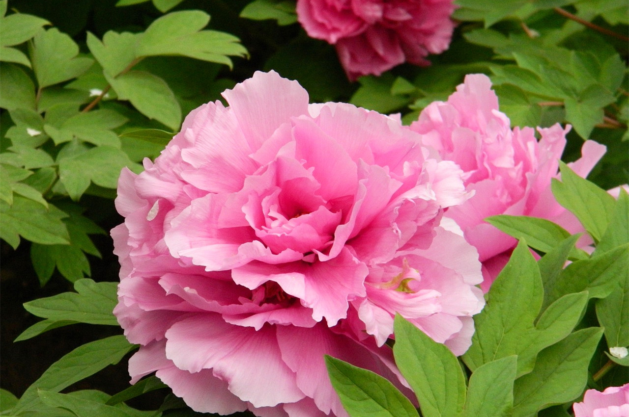 1554272619570078.jpg 0158cb5548e3780000019ae9edfac5.jpg@1280w_1l_2o_100sh.jpg